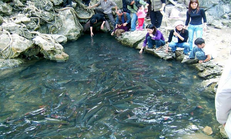 Một hình ảnh thể hiện các lưu ý khi tham quan Suối Cá Thần Thanh Hóa, có thể là biển báo “Không bắt cá” hoặc hình ảnh du khách cho cá ăn đúng cách